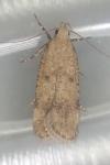 Pexicopia malvella
