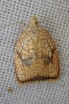 Acleris forsskaleana