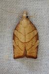 Pandemis corylana
