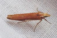 Ypsolopha parenthesella