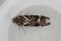 Klimeschiopsis kiningerella