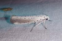 Yponomeuta rorrella