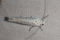 Yponomeuta rorrella