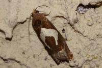 Epiblema foenella