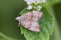 Choreutis nemorana
