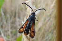 Pyropteron chrysidiforme