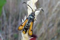 Pyropteron chrysidiforme