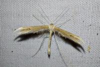 Emmelina monodactyla