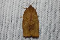 Cacoecimorpha pronubana