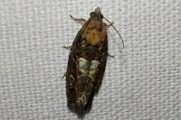 Eudemis profundana