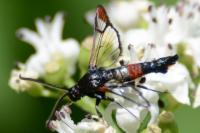 Synanthedon formicaeformis