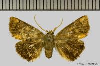 Apoda limacodes