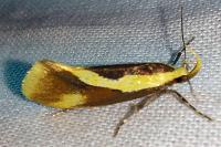 Harpella forficella