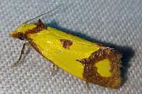 Agapeta zoegana