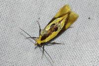Harpella forficella