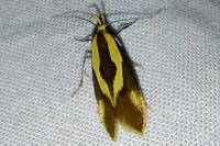 Harpella forficella