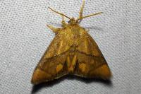 Apoda limacodes