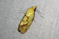 Agapeta hamana