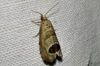 Notocelia uddmanniana
