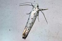 Yponomeuta