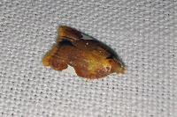 Acleris holmiana