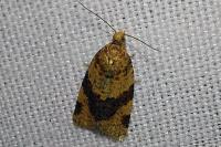Epagoge grotiana