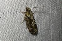 Zeiraphera isertana