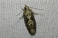 Zeiraphera isertana