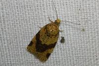 Epagoge grotiana