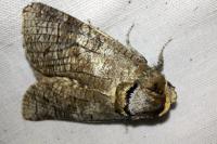 Cossus cossus