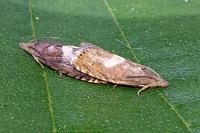 Dichrorampha petiverella