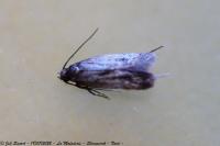 Borkhausenia fuscescens