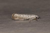 Yponomeuta rorrella