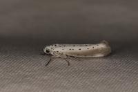 Yponomeuta rorrella
