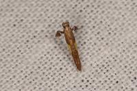 Caloptilia fidella