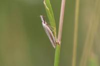 Pleurota aristella