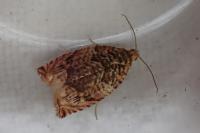 Gypsonoma minutana