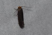 Cephimallota crassiflavella
