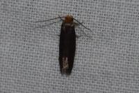 Cephimallota crassiflavella