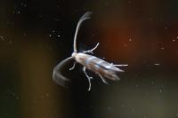 Cameraria ohridella