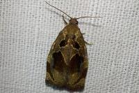 Archips crataegana
