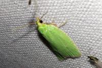 Tortrix viridana