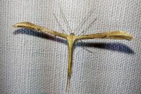 Emmelina monodactyla