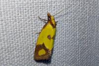 Agapeta zoegana