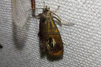 Olethreutes arcuella