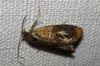 Olethreutes arcuella
