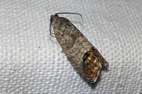 Cydia pomonella