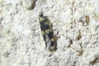 Oegoconia