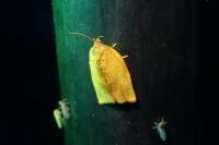 Cacoecimorpha pronubana