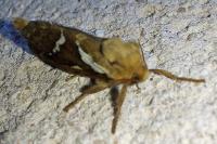 Korscheltellus lupulinus